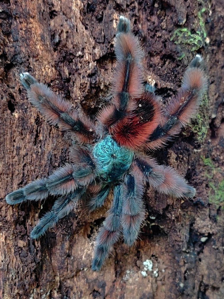 Wild Caribena versicolor