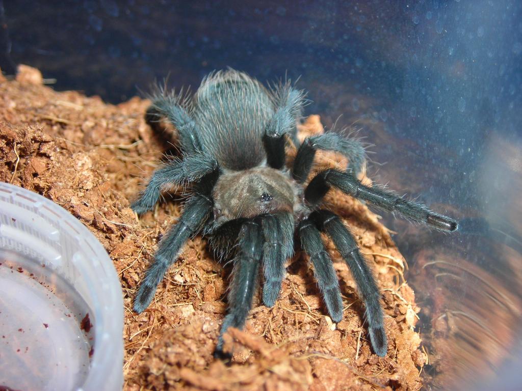 Wild Caught Aphonopelma