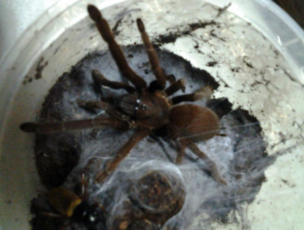 Wild Caught Tarantula. New Spec.?