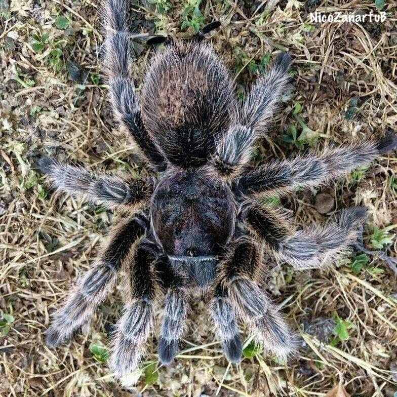 Wild Grammostola rosea DCF female