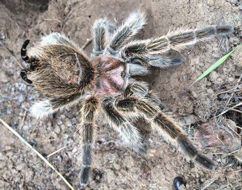 Wild Grammostola rosea NCF female | Arachnoboards