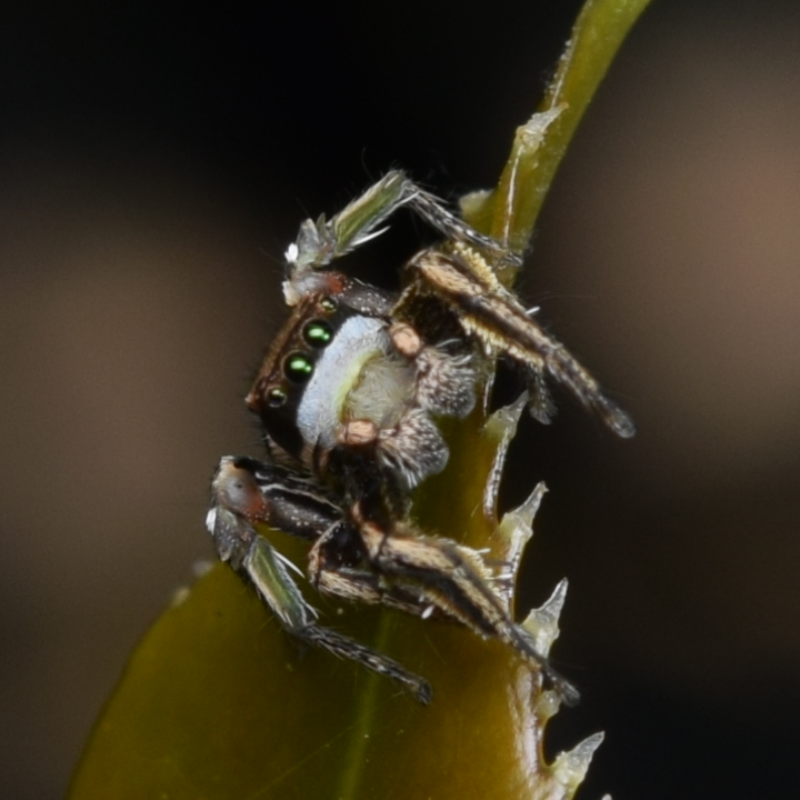 Wild Habronattus klauseri