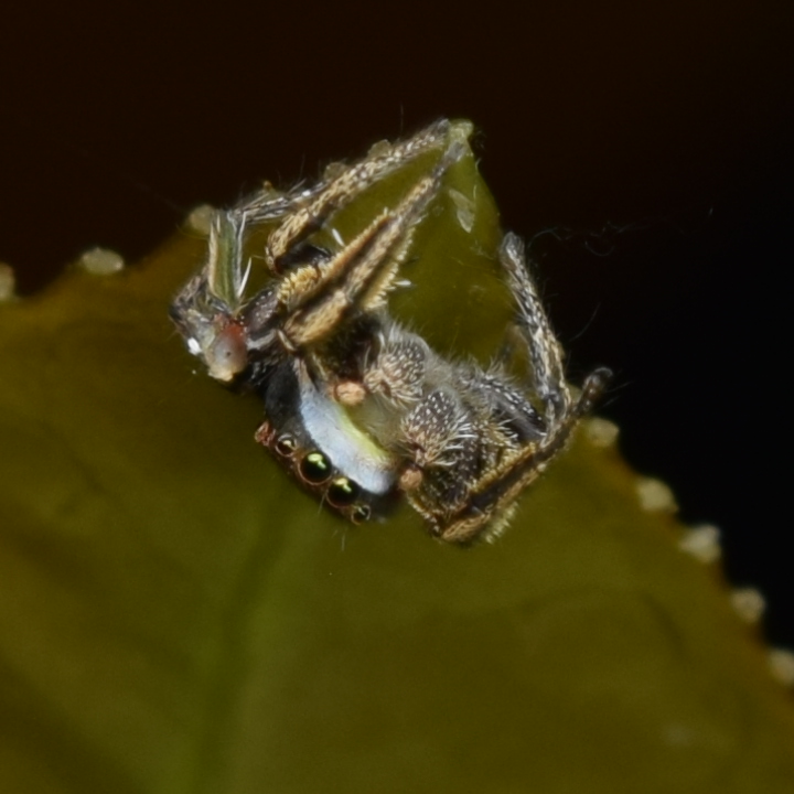 Wild Habronattus klauseri