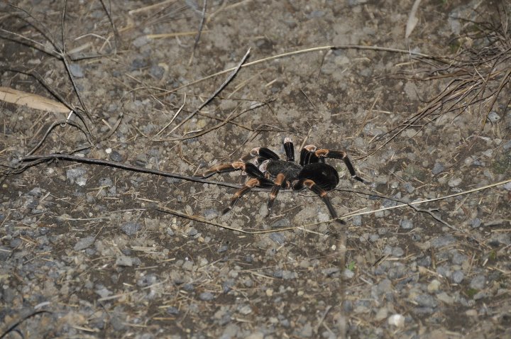 Wild Tarantula in Costa Rica... ID?