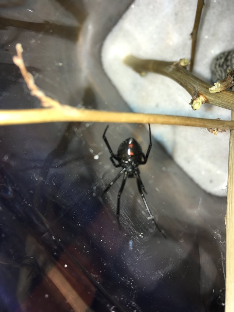 Will my Black Widow develop an hourglass?