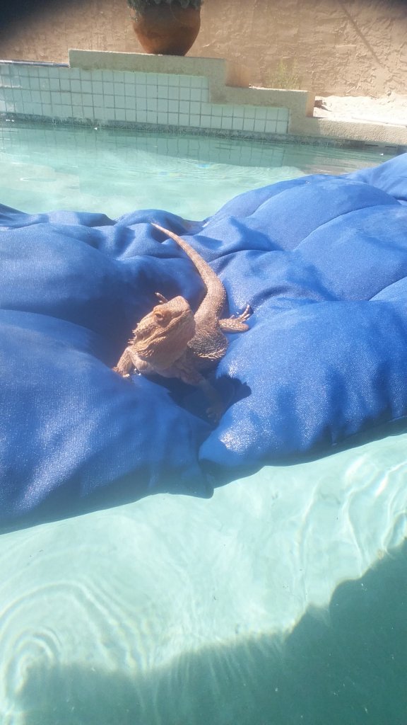 Winston at the pool