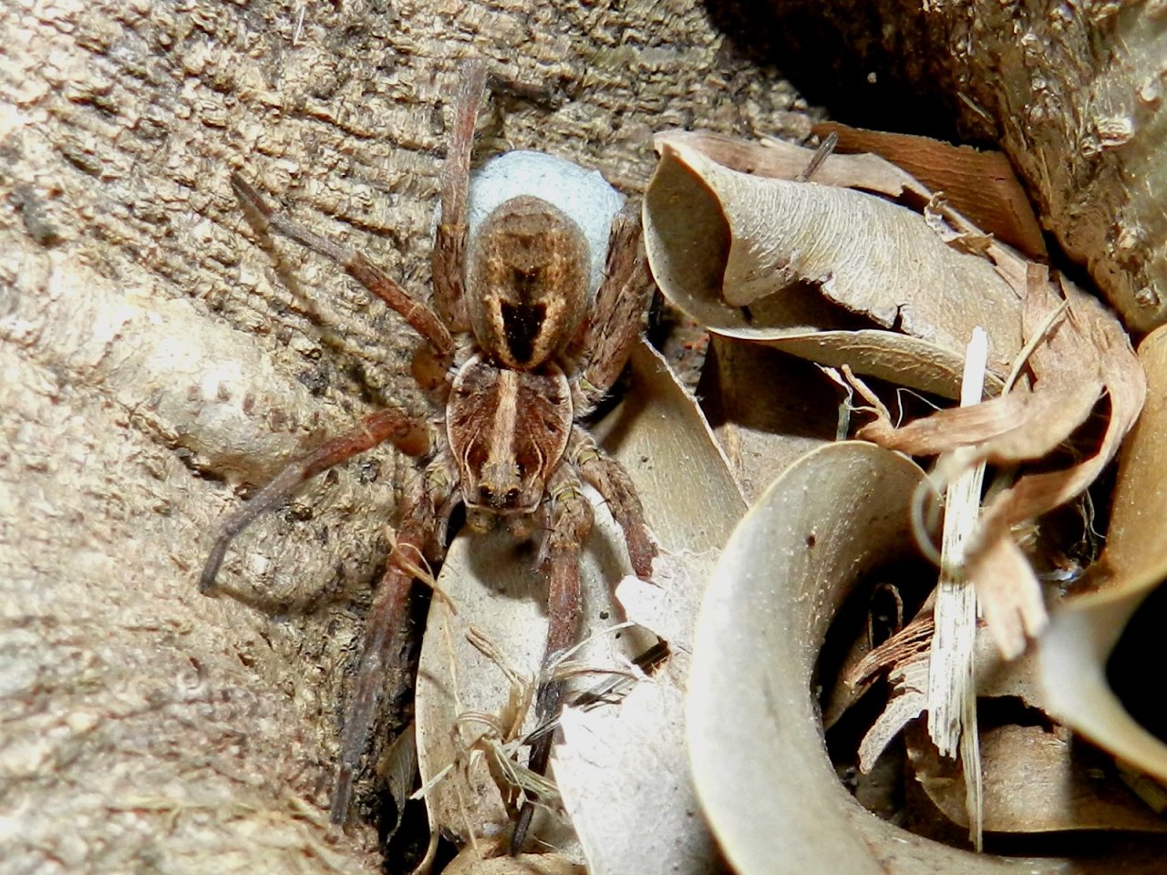 Wolf spider 2