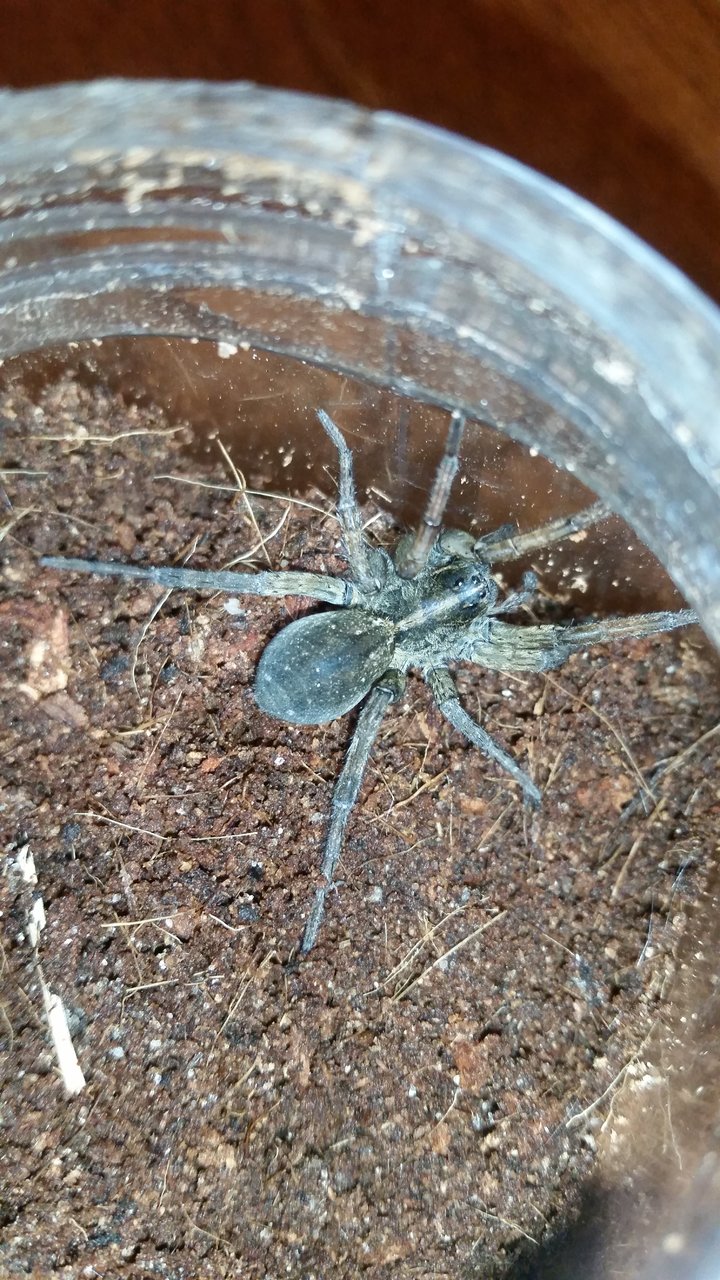 Wolf Spider of some sort