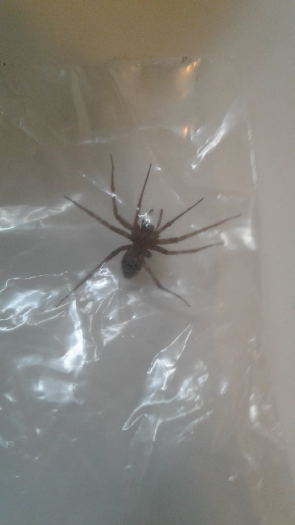 Wolf Spider or Brown Recluse?
