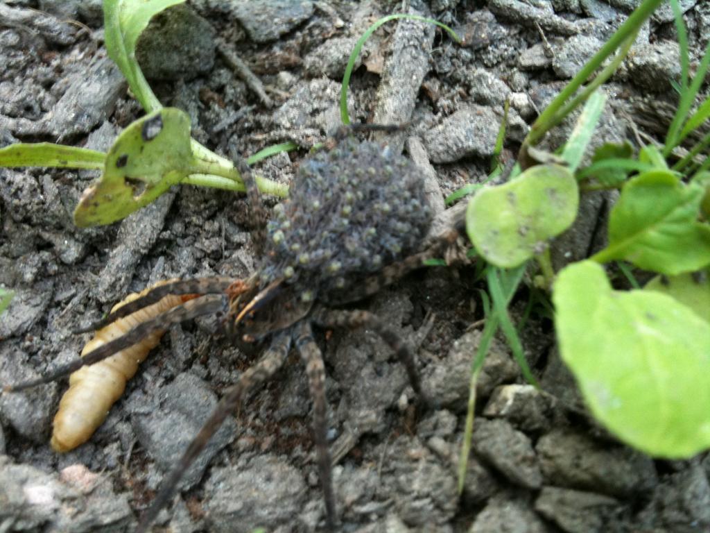 Wolf Spider With Slings On Its Back