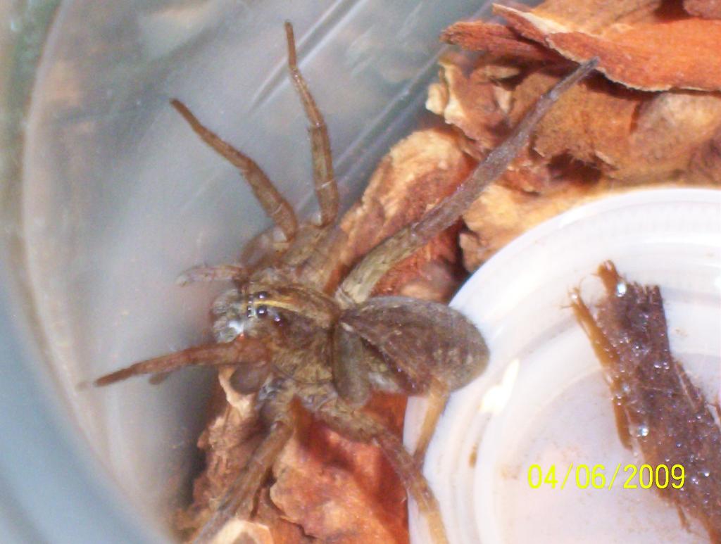 Wolf Spider