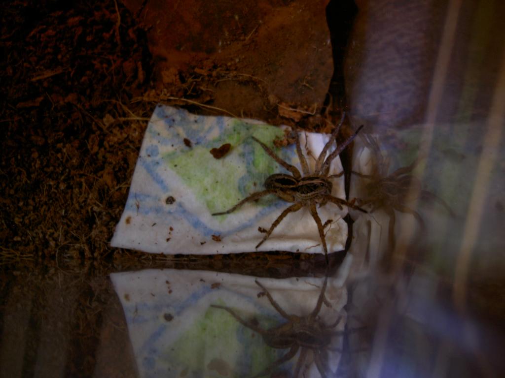 Wolf Spider