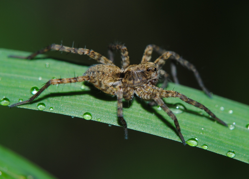 Wolf spider