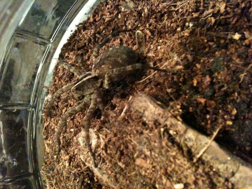 Wolf Spider