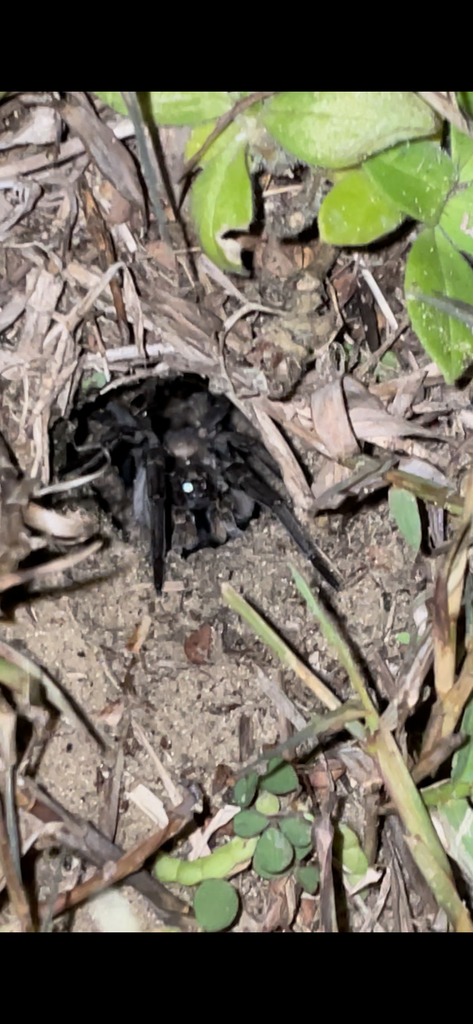 Wolf spider?