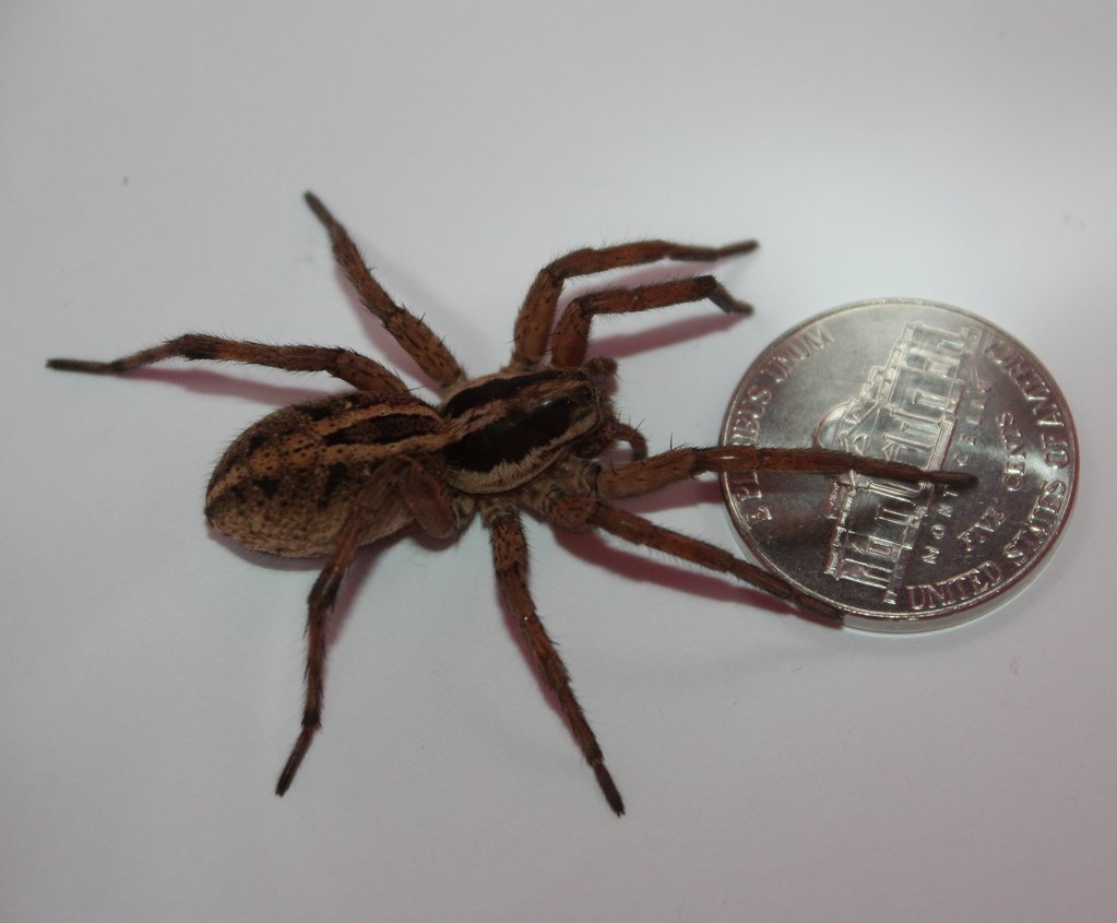 Wolf Spider2