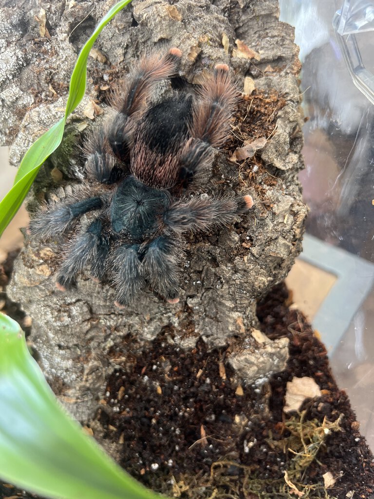 Wondering what avic sp./morph this is