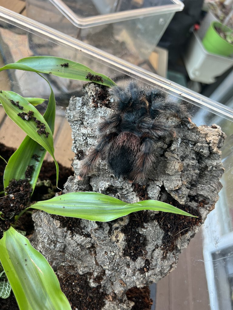 Wondering what avic sp./morph this is