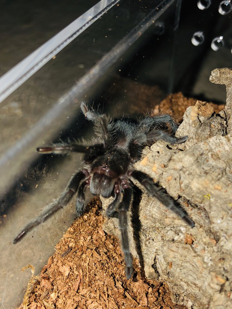 Wow dude ANOTHER G. pulchra pic?