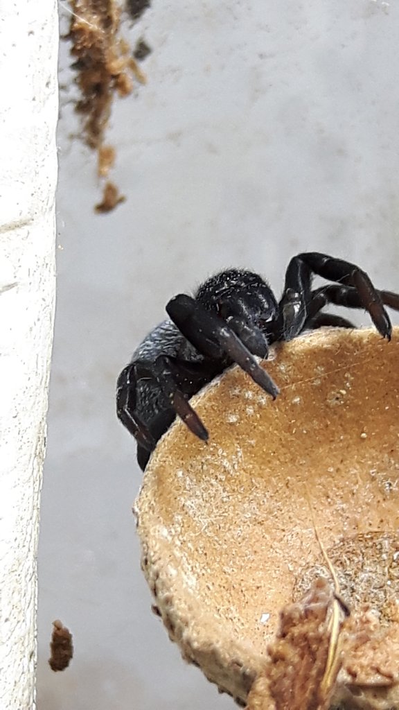 Wutz (Eresus walckenaeri) molted!