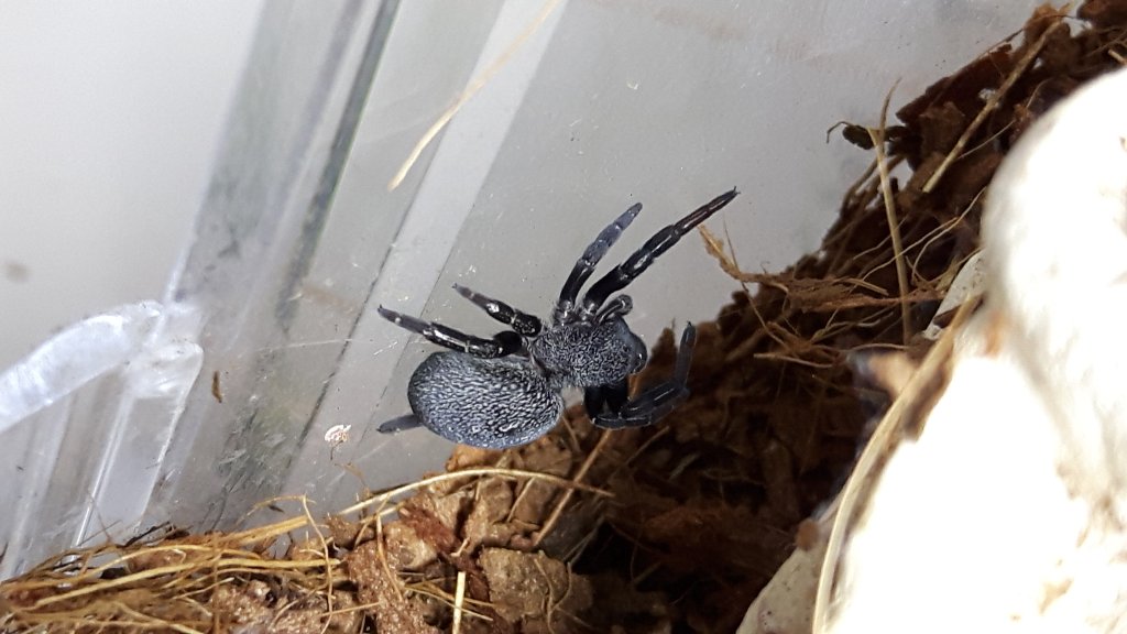 Wutz (Eresus walckenaeri) molted!