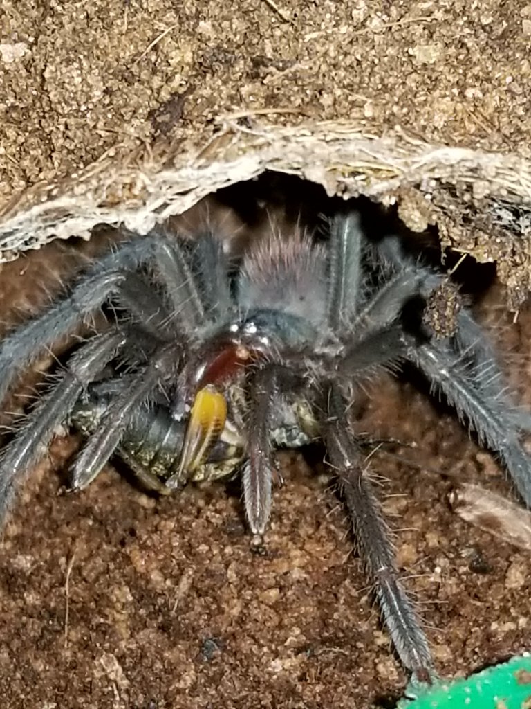 X. immanis feeding