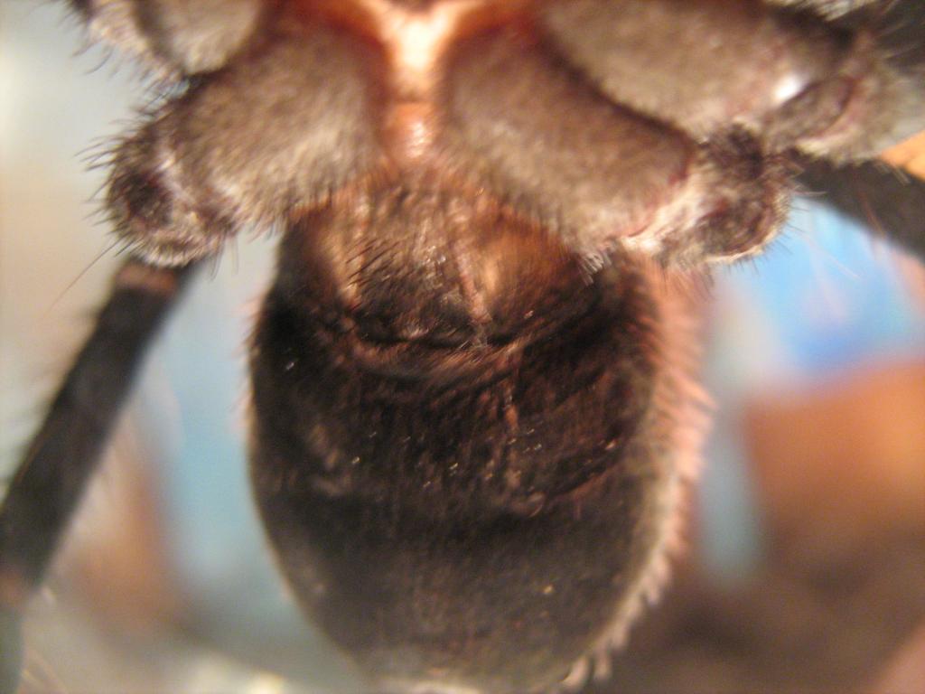 X. immanis female=?