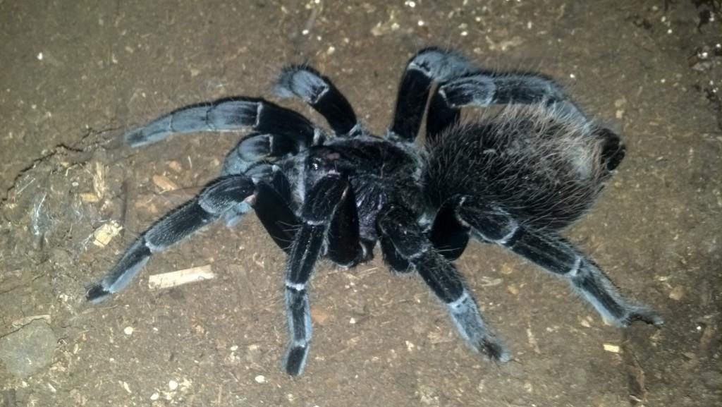 x. immanis