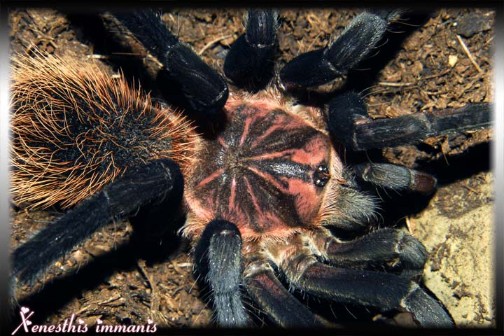 X immanis