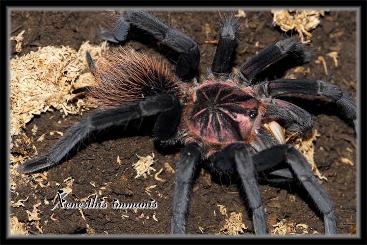 X immanis