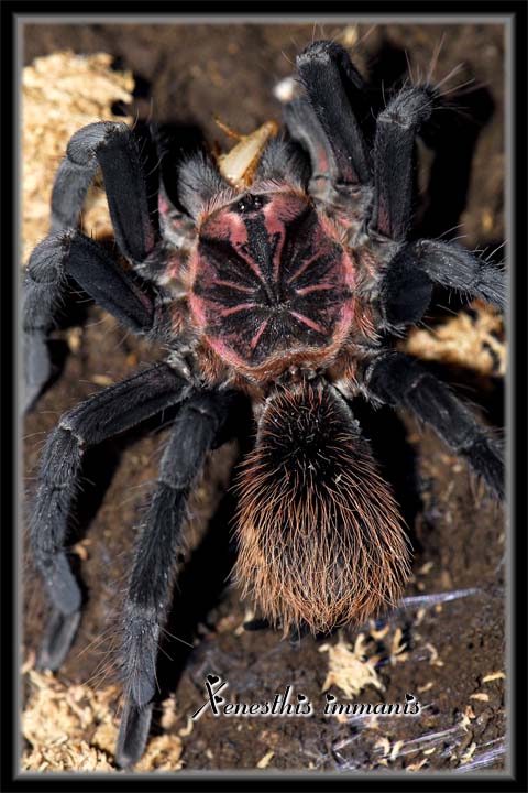 X immanis