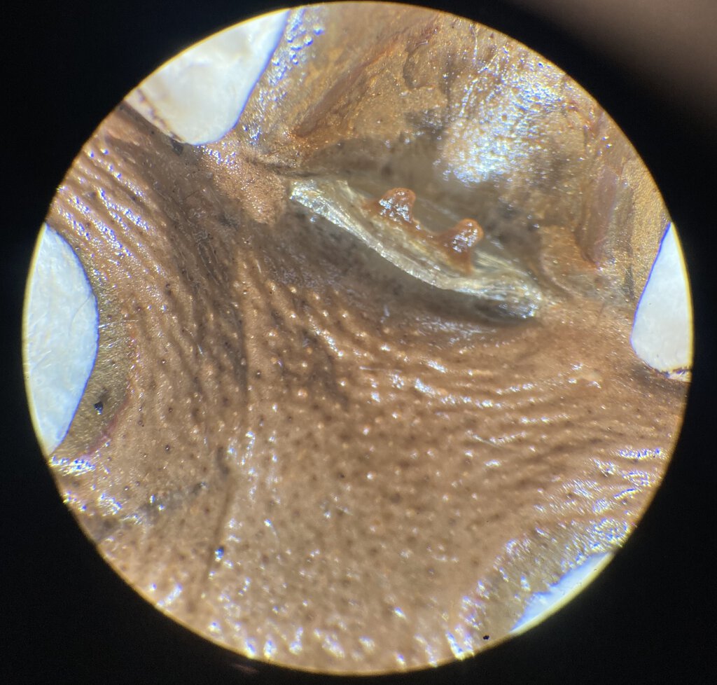 Xenesthis immanis 2x field microscope.