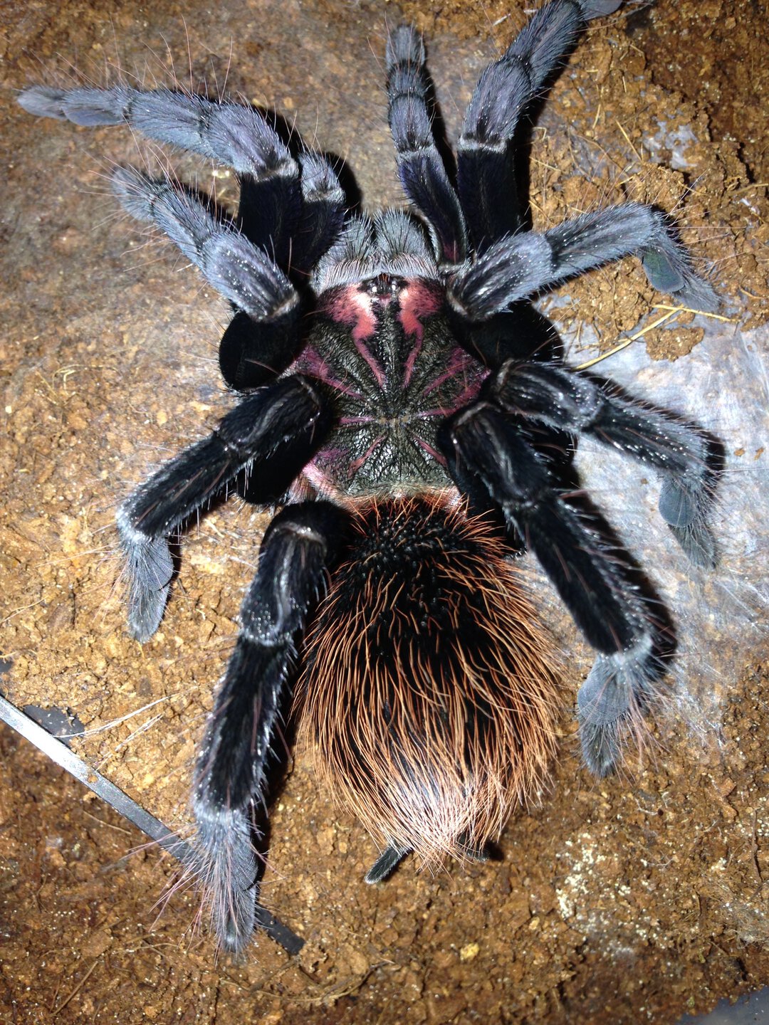 Xenesthis immanis Freshly Molted