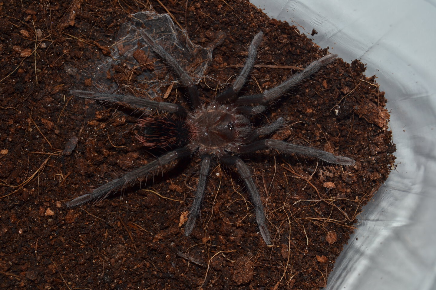 Xenesthis immanis juvenile 0,1 freshly molted.JPG