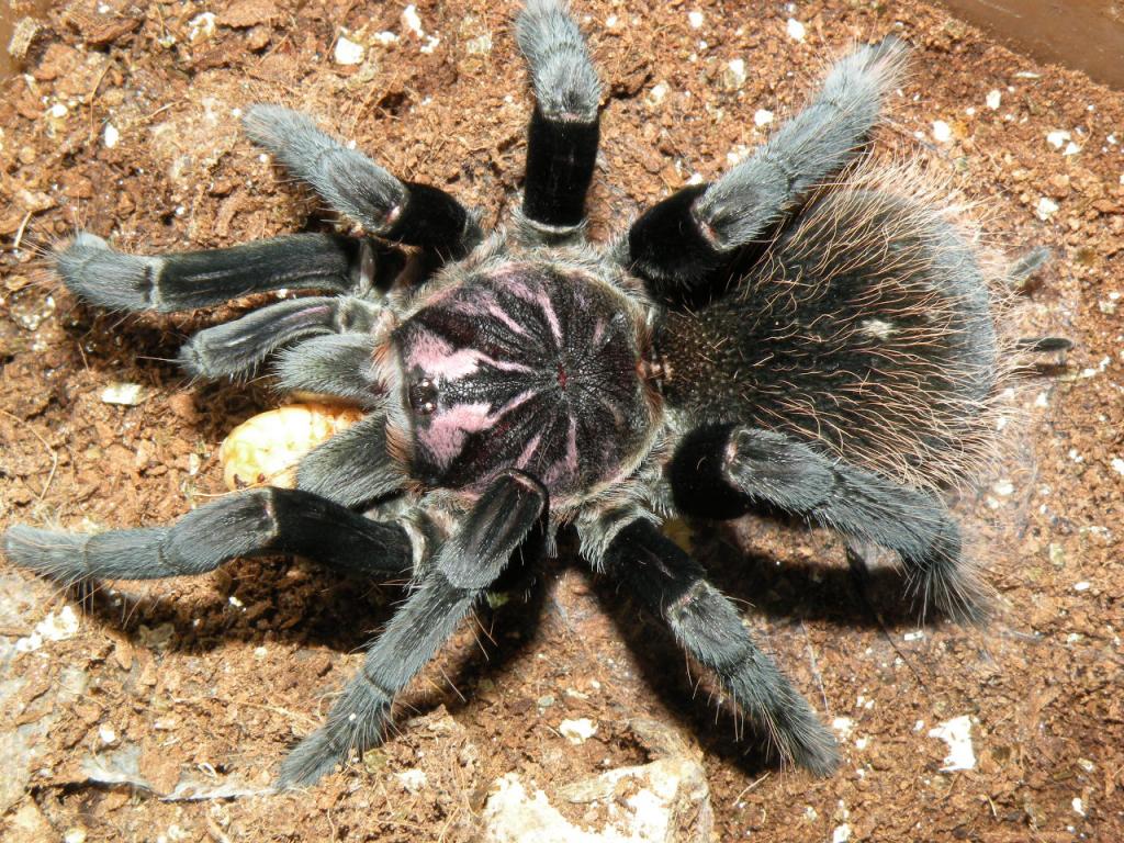 Xenesthis immanis sub-adult female