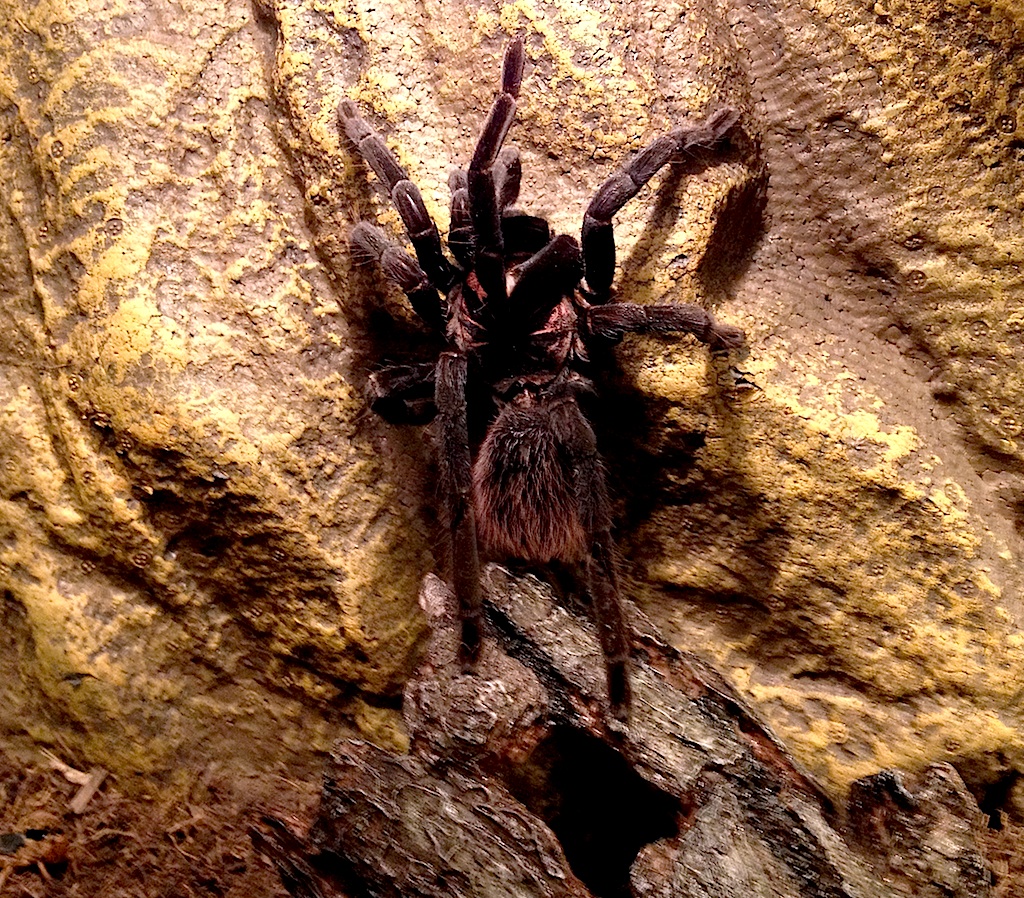 Xenesthis immanis