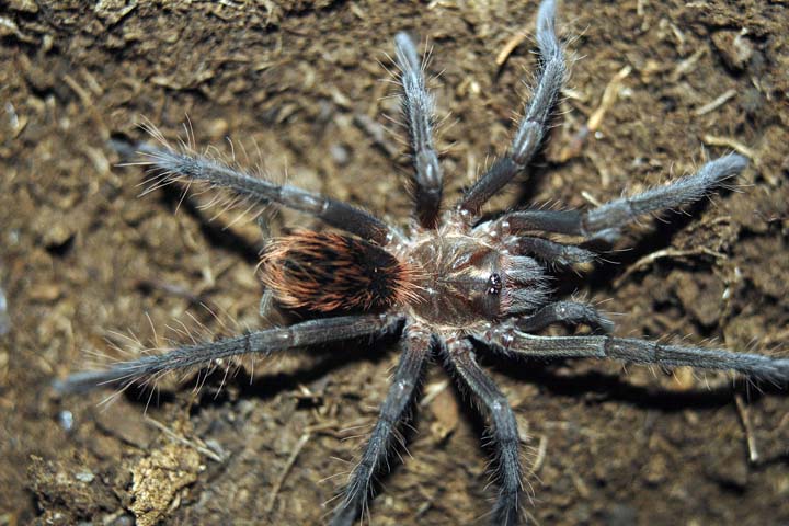 Xenesthis immanis