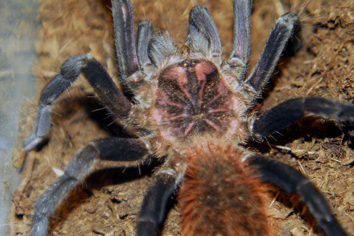 Xenesthis immanis