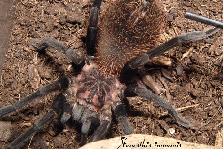 Xenesthis immanis