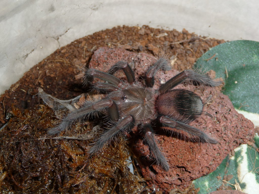 Xenesthis intermedia 5i; 3" DLS; Molt Date 7-29-17