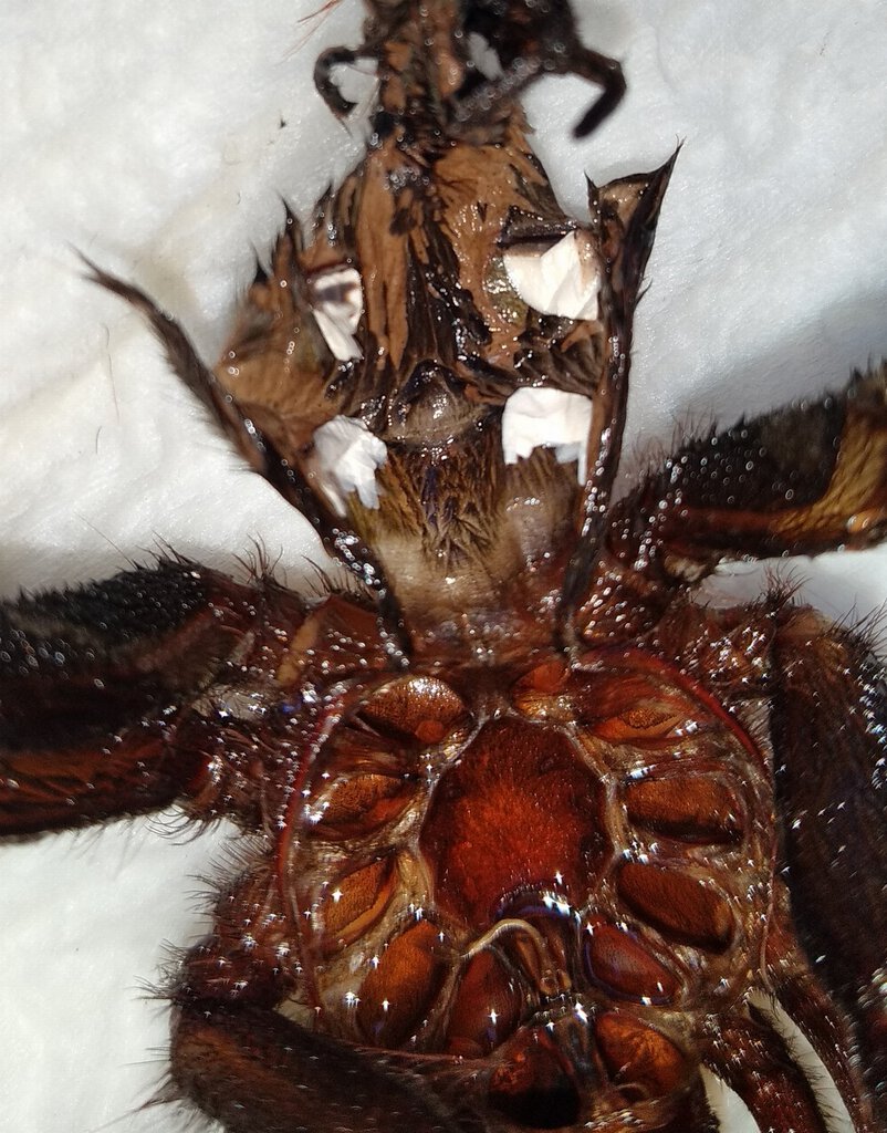 Xenesthis intermedia molt (picture 1/2)