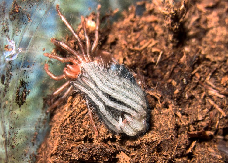 Xenesthis intermedia