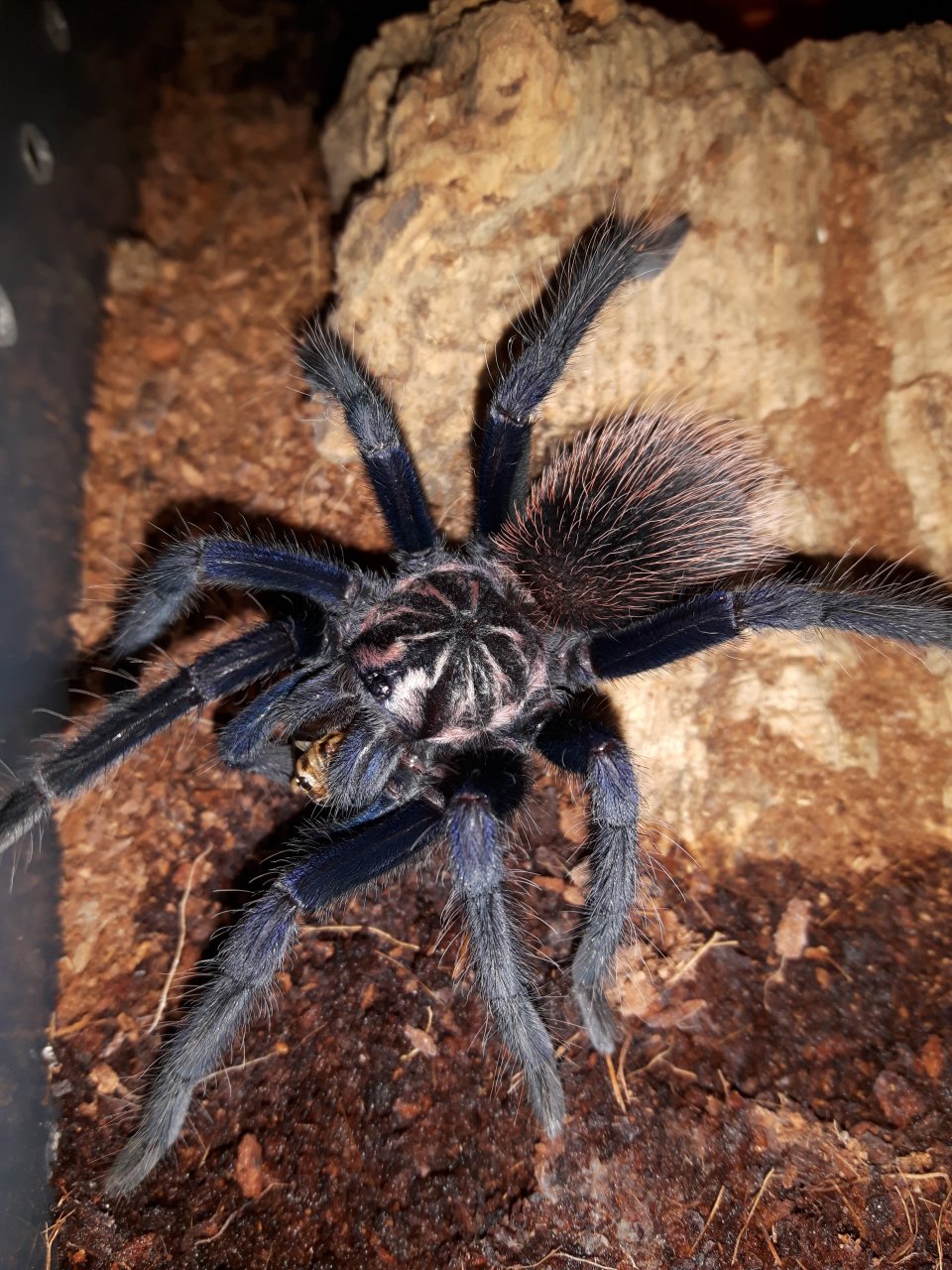 Xenesthis sp. blue(Colombia)