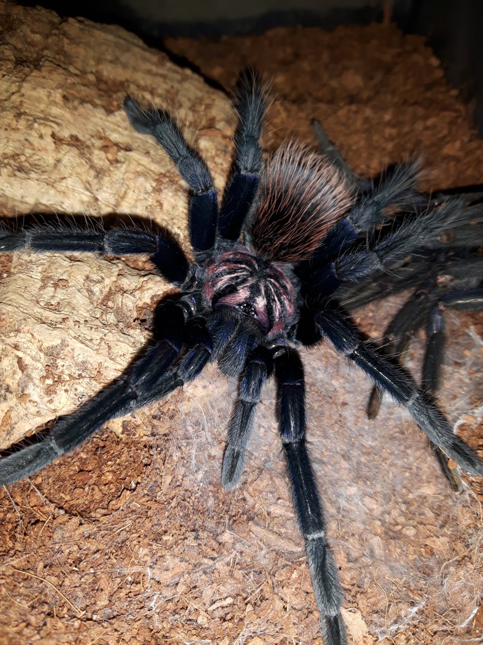 Xenesthis sp. blue Colombia