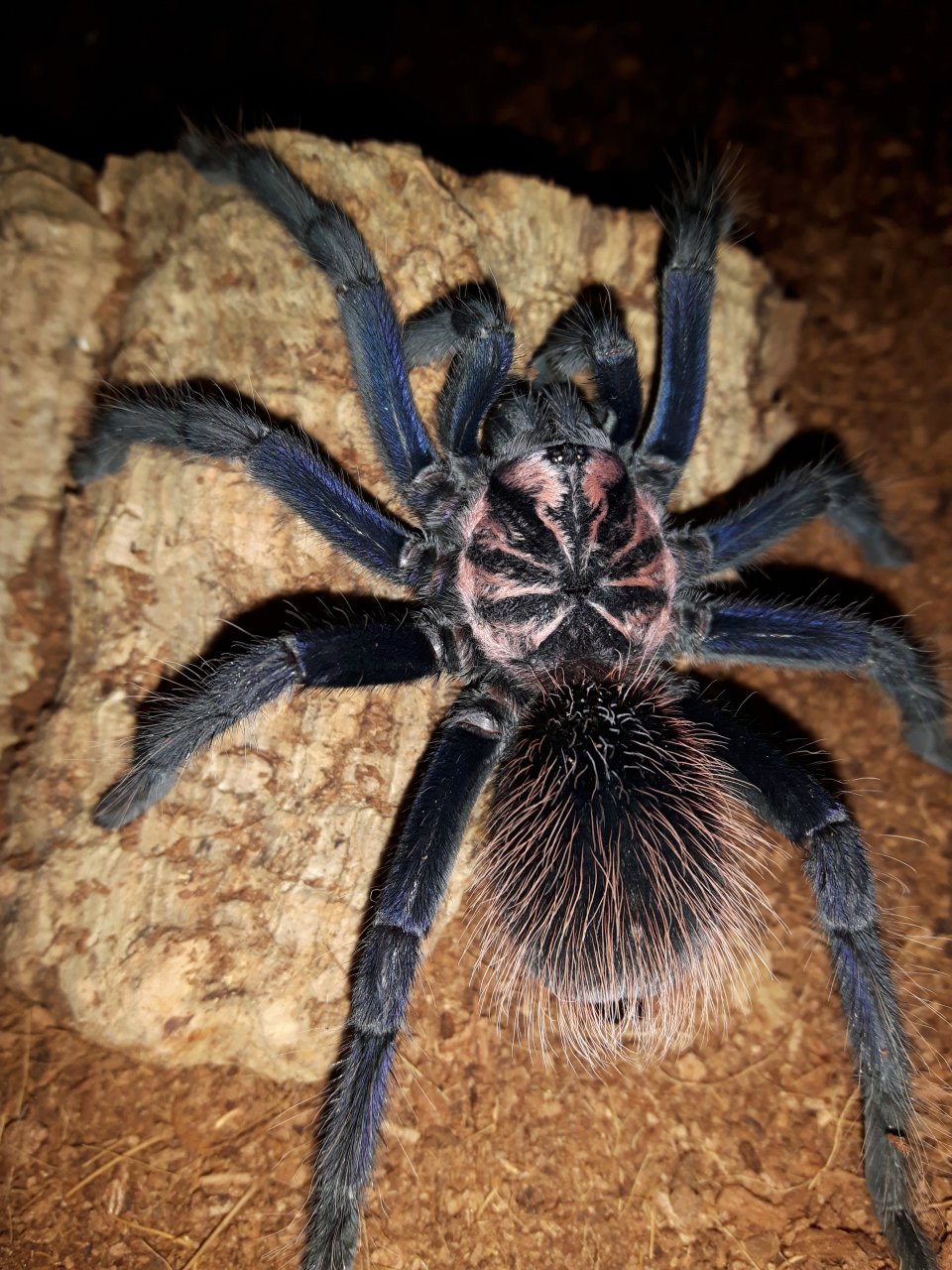 Xenesthis sp. Blue (Colombia)
