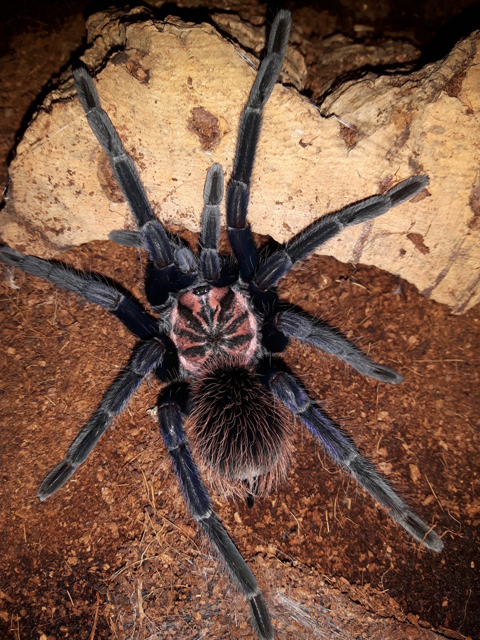 Xenesthis sp. blue (Colombia)