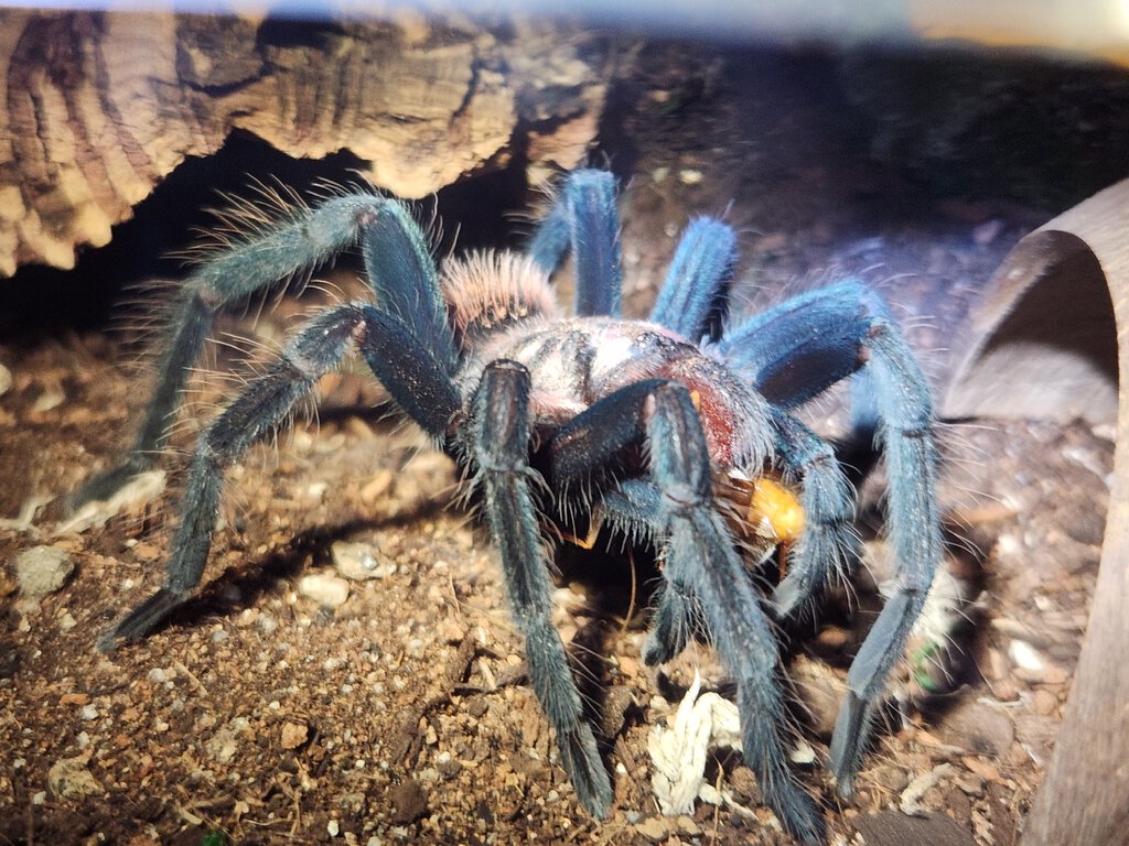 Xenesthis sp Blue female