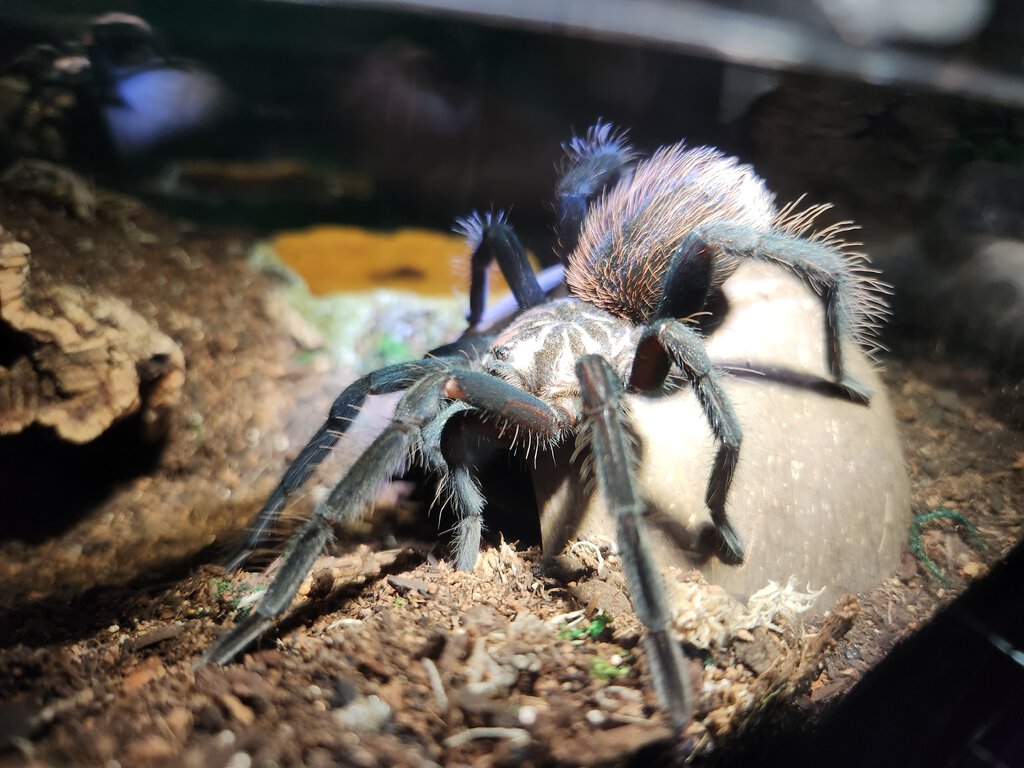 Xenesthis sp Blue