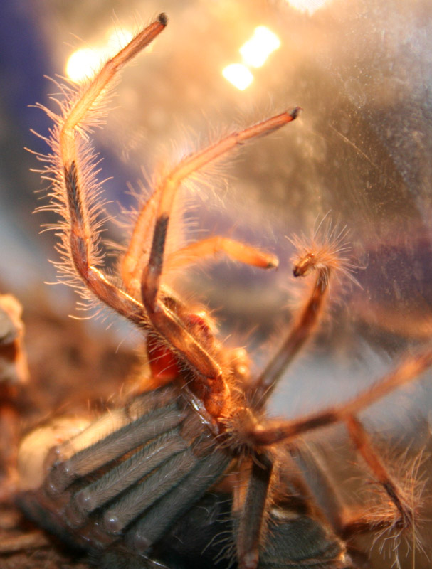 Xenesthis sp. "white" 0.0.1