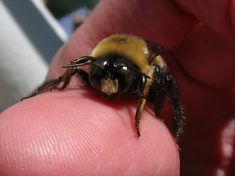 Xylocopa Virginica Eastern Carpenter Bee Male